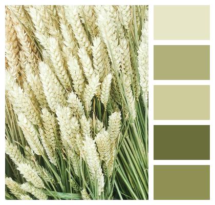 Common Wheat Grain Food Image